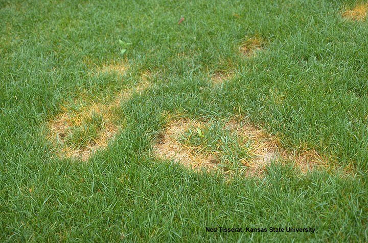 Lawn Grubs Pictures